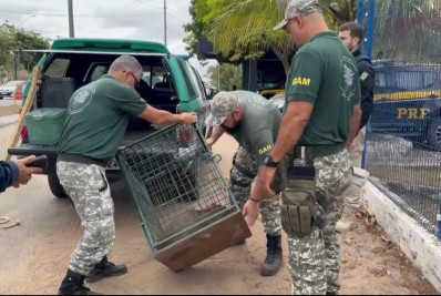 Grupamento da Guarda Municipal resgata capivara em unidade operacional da PRF