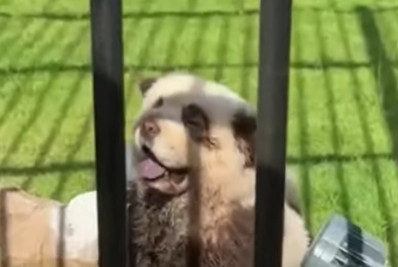 Bizarro! Zoológico pinta cães para disfarçá-los de ursos panda