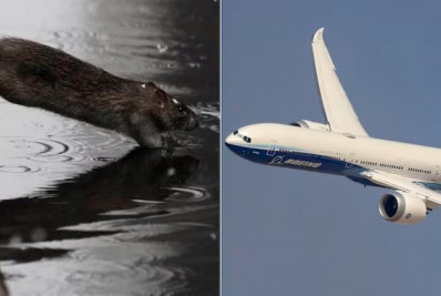Rato entra escondido em avião e o força a pousar na Dinamarca