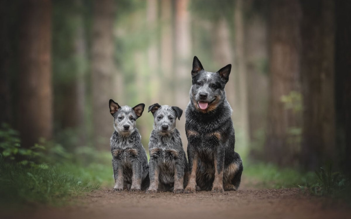 O boiadeiro australiano &eacute; um c&atilde;o de trabalho dedicado e um &oacute;timo amigo para a fam&iacute;lia (Imagem: Liudmila Bohush | Shutterstock)