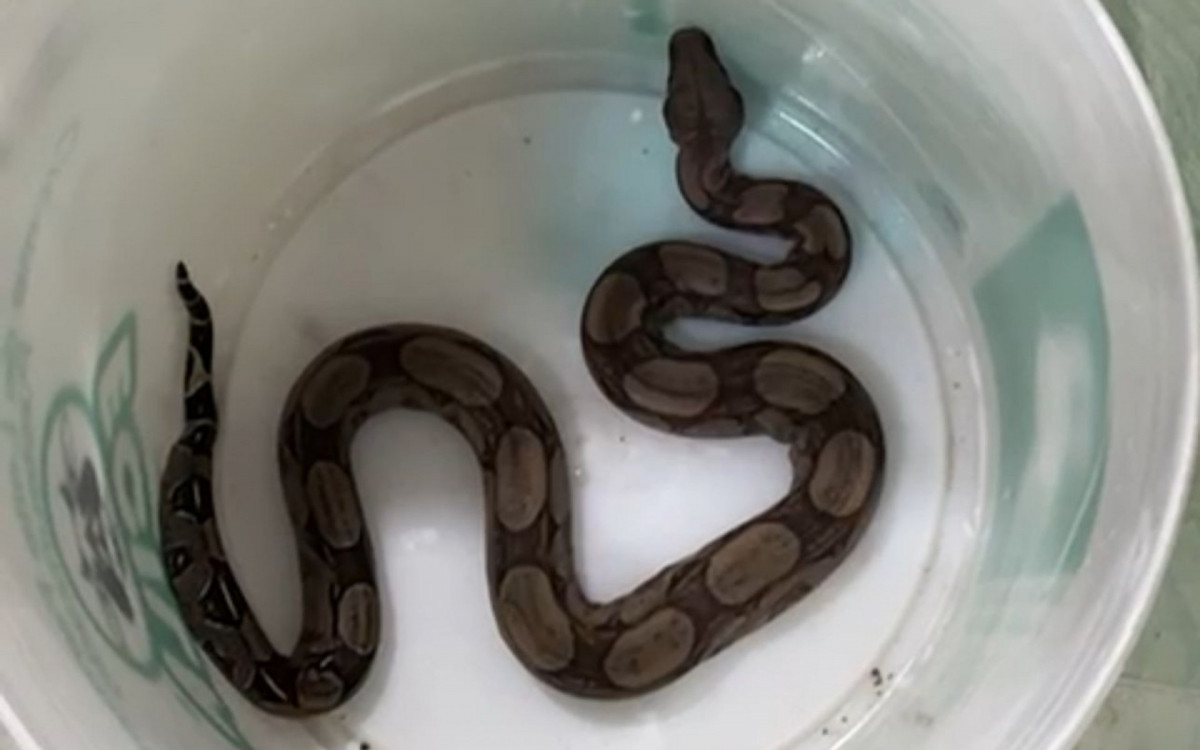 Jiboia filhote seria revendida por R$ 500 - Reprodu&ccedil;&atilde;o