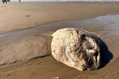 FOTOS: Estranha criatura marinha surge em praia e intriga especialistas