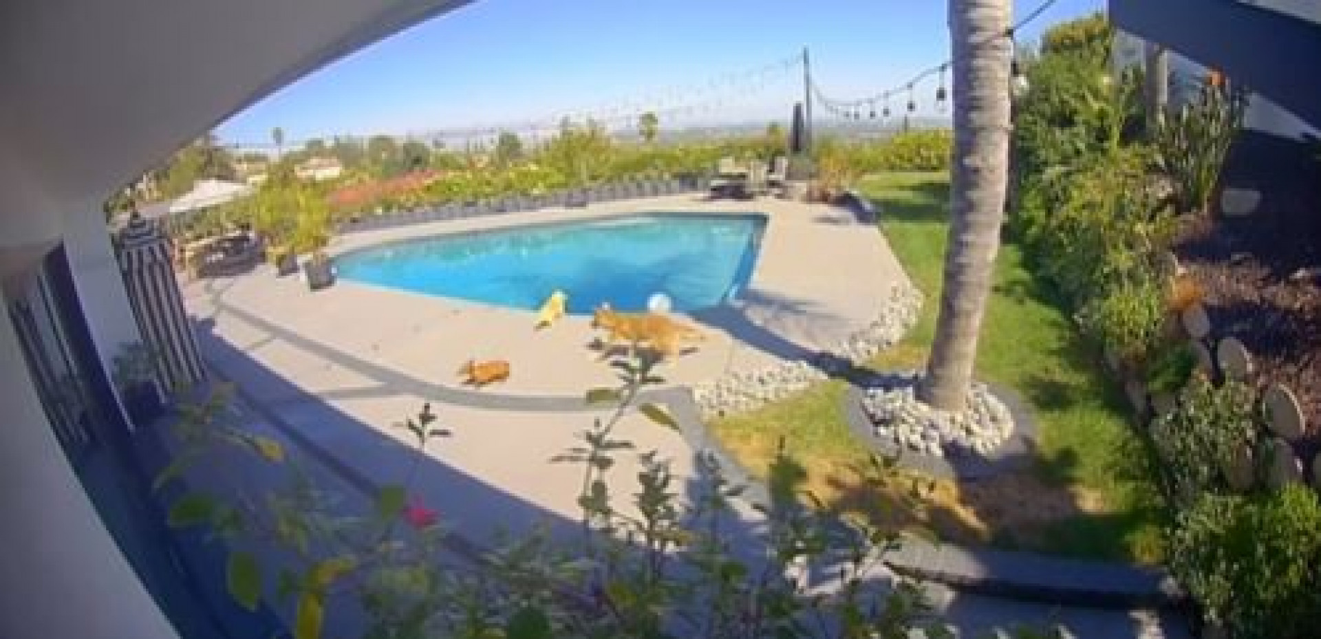 Vídeo mostra o momento em que coiote entra na casa de Brittany e pega um dos cachorros - Reprodução / Instagram