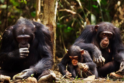 Chimpanzé mata bebê após pegá-lo do colo da mãe na Guiné