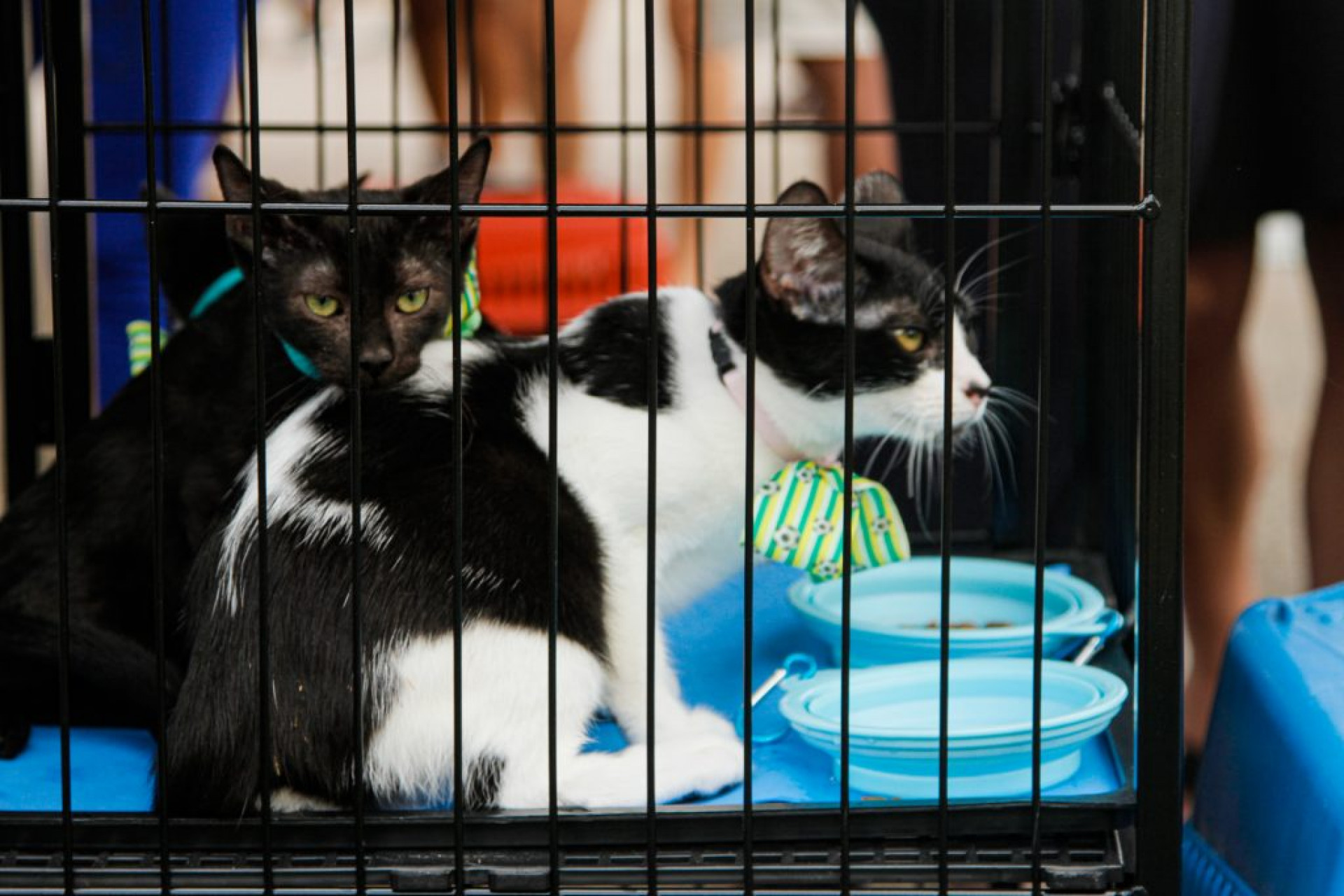 Uma das orientações é que quem for adotar um gatinho, leve uma caixa para transporte - Divulgação / PMN