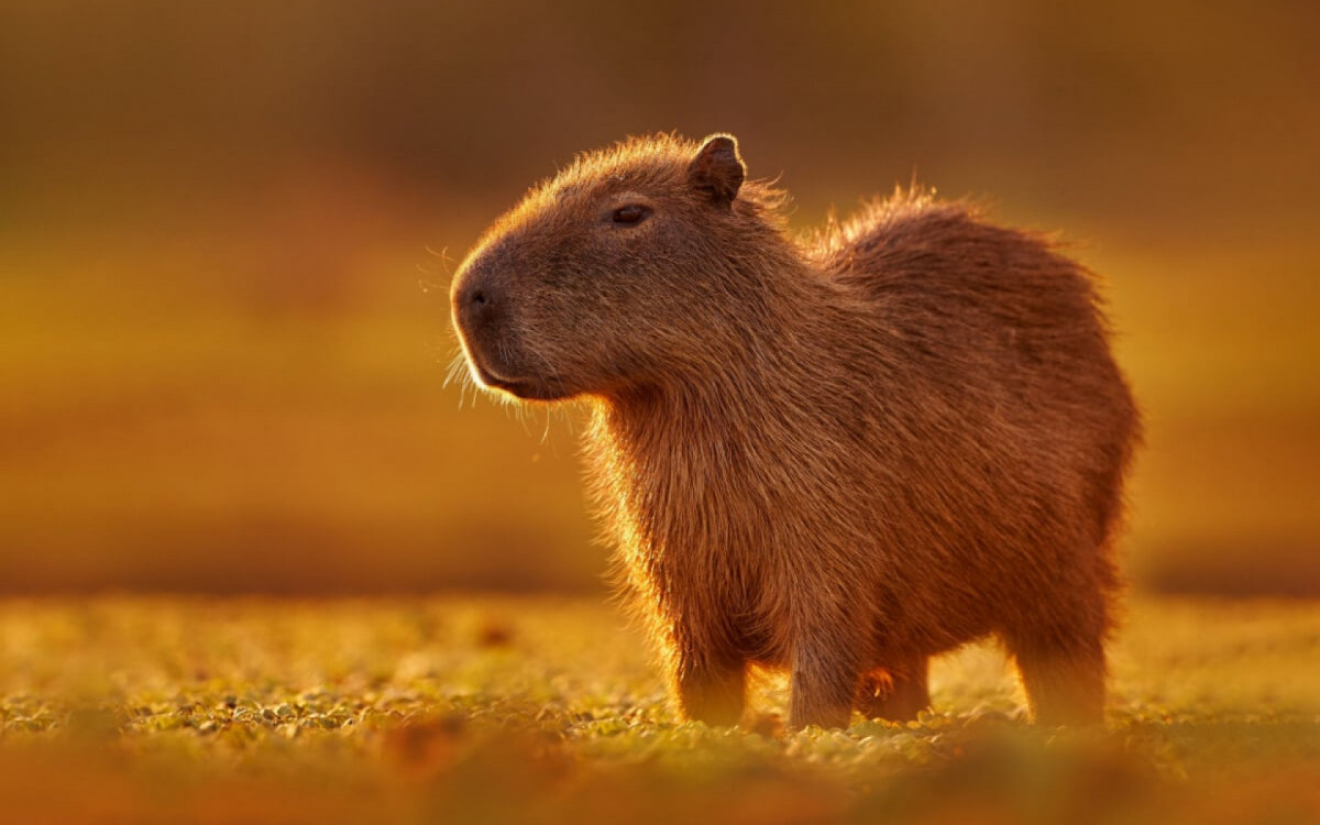 A capivara pode ser encontrada em áreas úmidas da América do Sul, como pântanos, rios e lagos (Imagem: Ondrej Prosicky | ShutterStock)