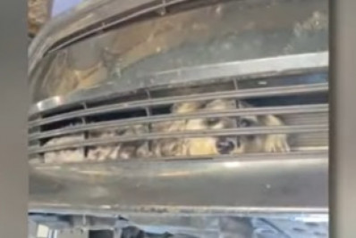 Vídeo: cão é atropelado e sobrevive depois de 12h preso em para-choque de carro