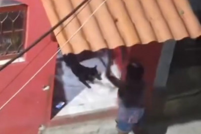 Vídeo: Mulher é autuada por maus-tratos após arremessar cadela pelas orelhas na Zona Oeste