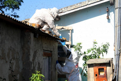 Queimadas fazem abelhas migrarem para zona urbana e pedidos de captura aumentam
