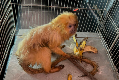 Mico-leão-dourado é resgatado por bombeiros em Nova Iguaçu