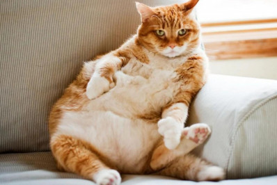 Obesidade em cães e gatos? Aprenda a cuidar do seu amigo!