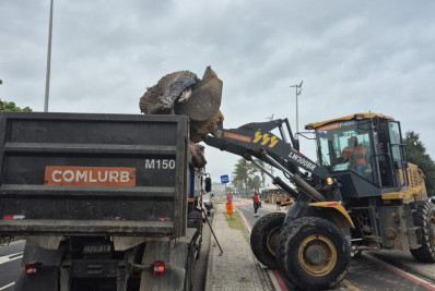 Filhote de baleia-jubarte é removido da Praia da Barra da Tijuca