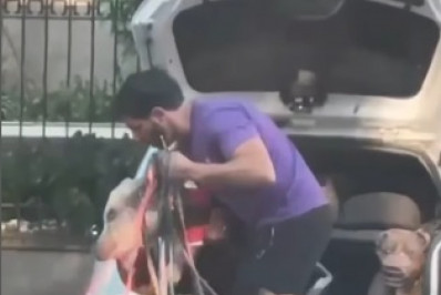 Vídeo: Homem leva porco e ao menos 10 cães para passear e na Zona Sul do Rio e viraliza