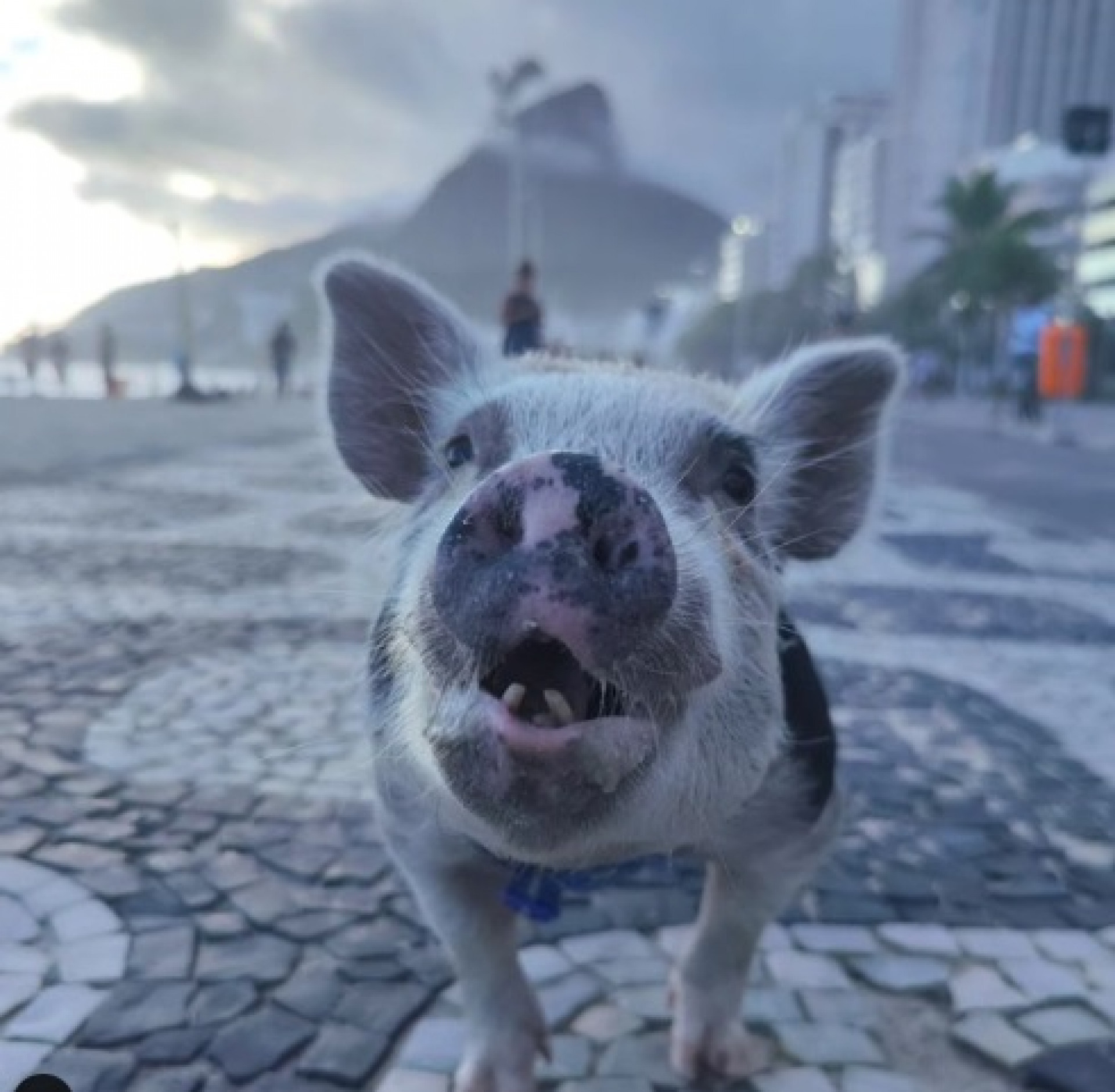 O porquinho Pablo de Arrascaeta - Reprodução/Instagram