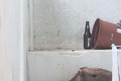 Guarda Ambiental de Saquarema resgata capivara em residência no bairro Palmital