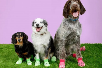 Famosa marca de calçados anuncia linha de produtos para cães e divide internautas: 'Não inventem'