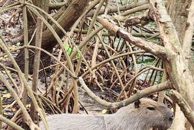 Capivara é encontrada ferida e com armadilha presa ao corpo na Zona Oeste