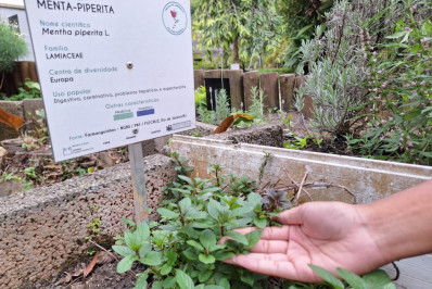 Trilha do Arboreto, no Palácio Itaboraí, será reaberta para visitação