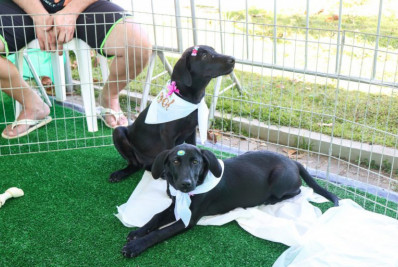 Dezembro Caramelo: Saquarema inicia campanha contra abandono de animais