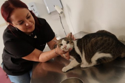 Mais 576 vagas para castração de cães e gatos na cidade