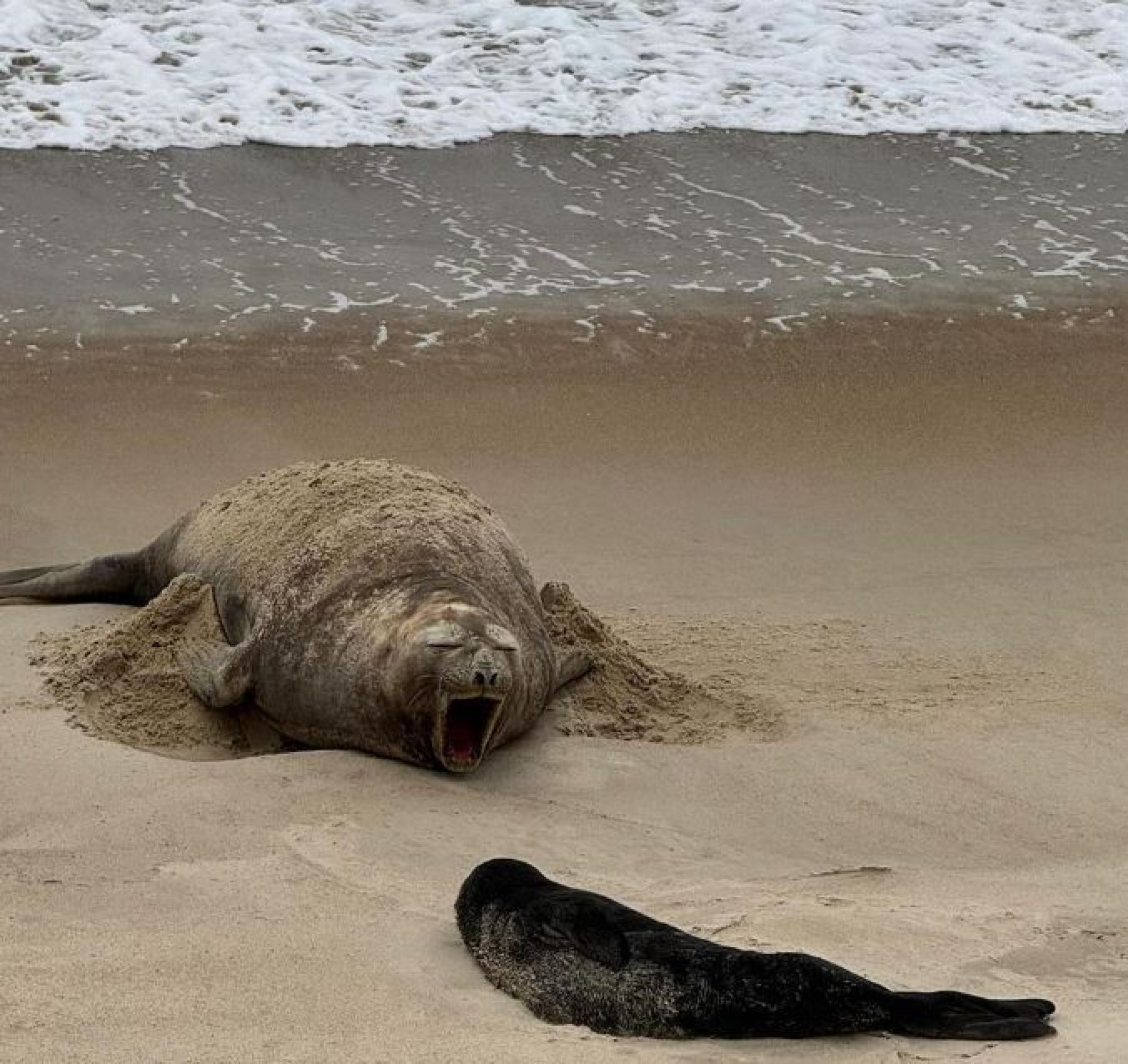 O elefante-marinho é encontrado nas águas geladas do Polo Sul e não é comum no Brasil - Reprodução / Instagram