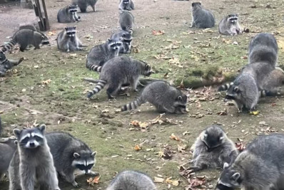 Vídeo: mulher fica presa em casa após invasão de cerca de 100 guaxinins