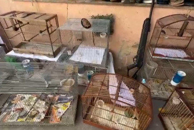 PF prende falso veterinário por venda ilegal de animais silvestres na Baixada