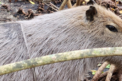 Como derrotar a cultura da caça 