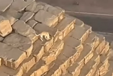 Vídeo: cachorro é visto no topo da Grande Pirâmide de Gizé, no Egito