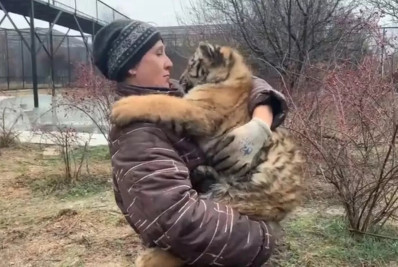 Horror! Tratadora esquece portão aberto e é morta por leões