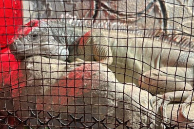 Polícia Civil prende quatro homens envolvidos em tráfico de animais silvestres