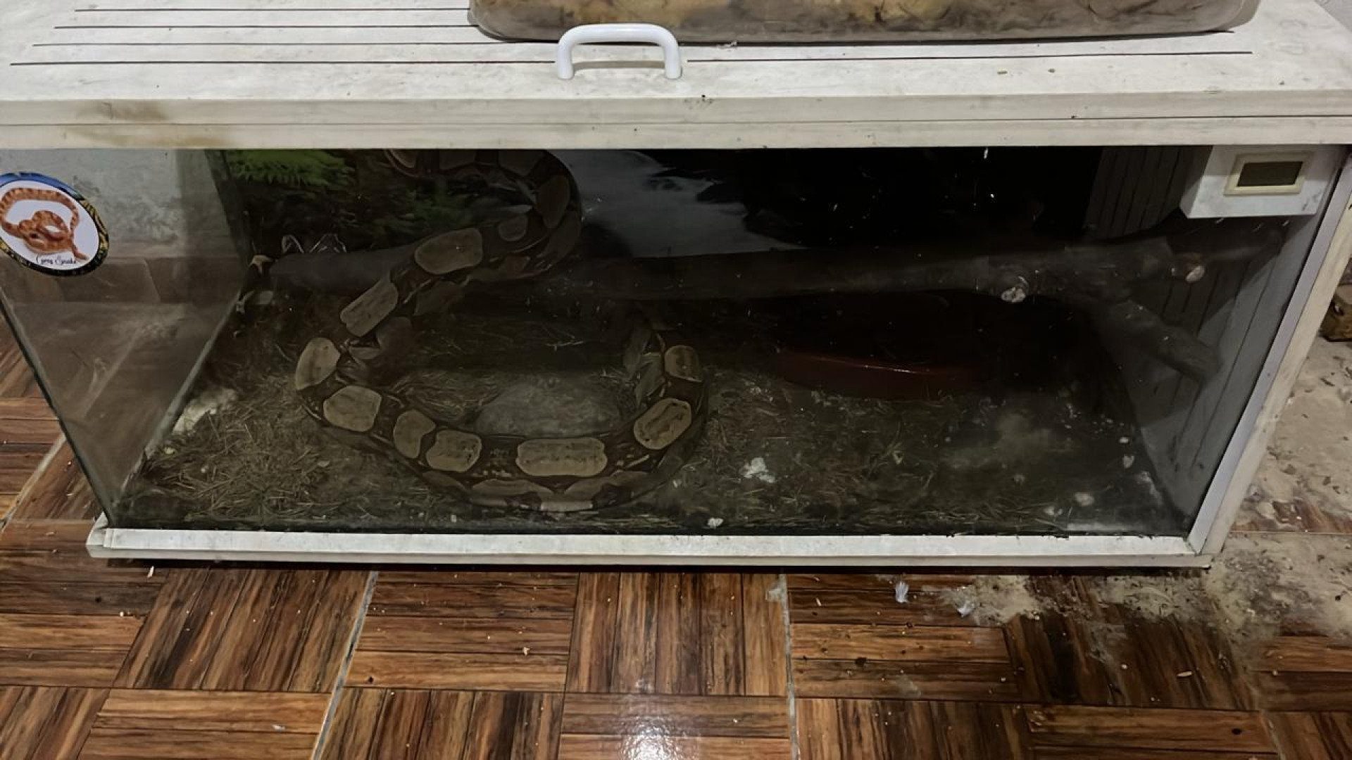 Cobras e aranham eram comercializadas por criminosos  - Divulga&ccedil;&atilde;o / PCERJ