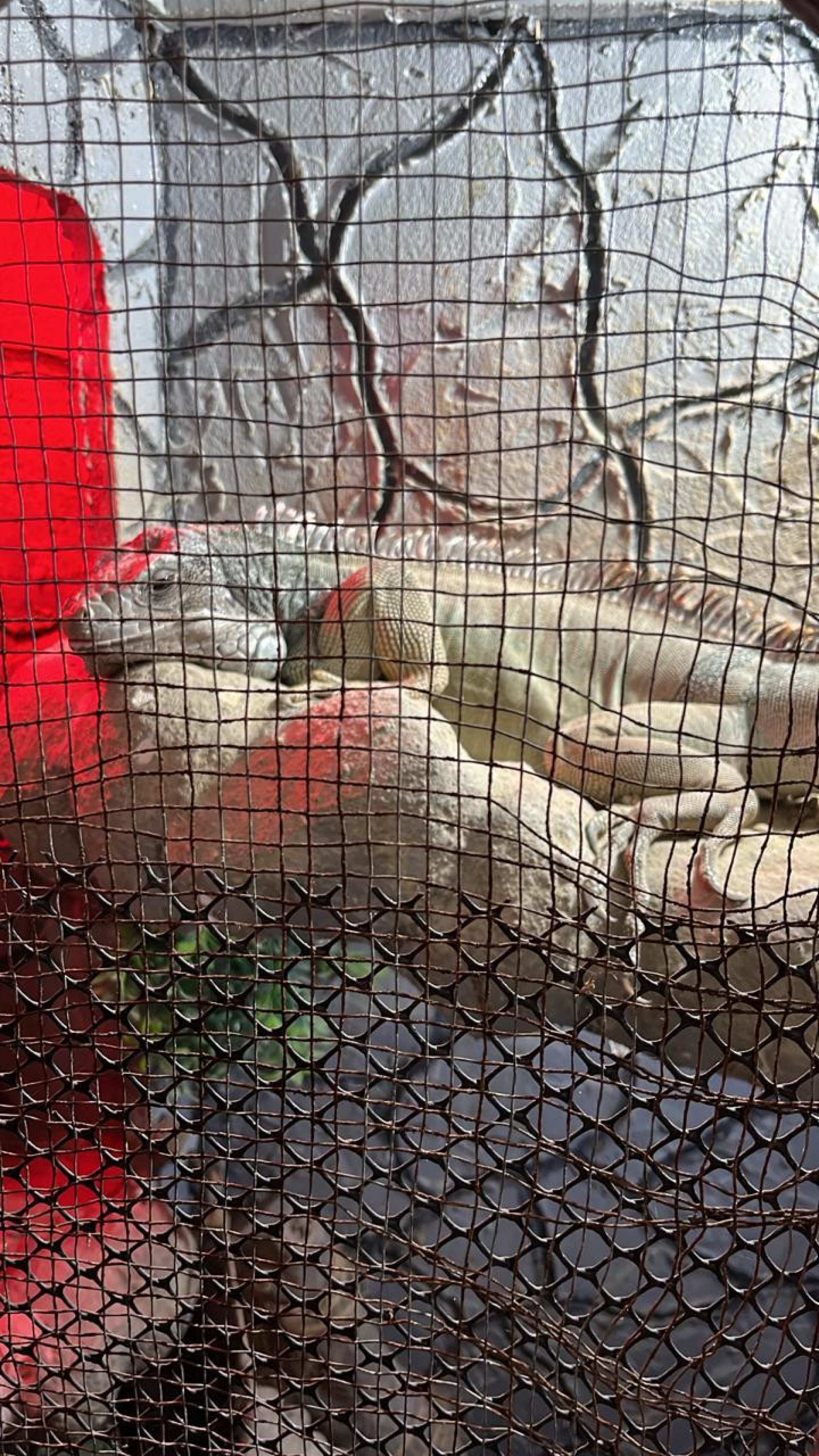 Grupo vendia animais silvestres em grupo de aplicativo de mensagem - Divulga&ccedil;&atilde;o / PCERJ