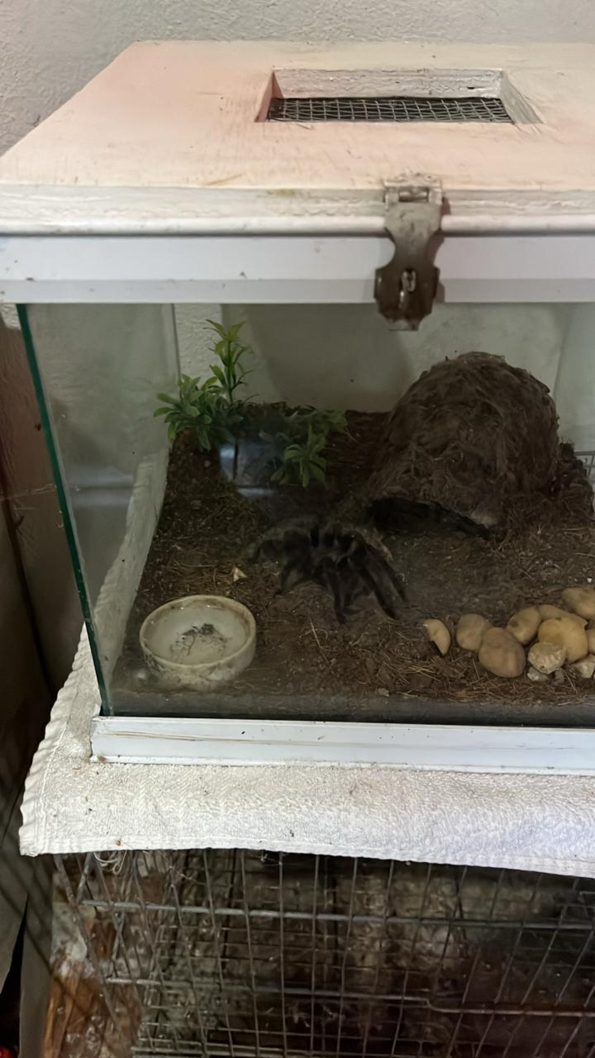 Cobras e outros animais da fauna brasileira eram comercializados ilegalmente  - Divulga&ccedil;&atilde;o / PCERJ