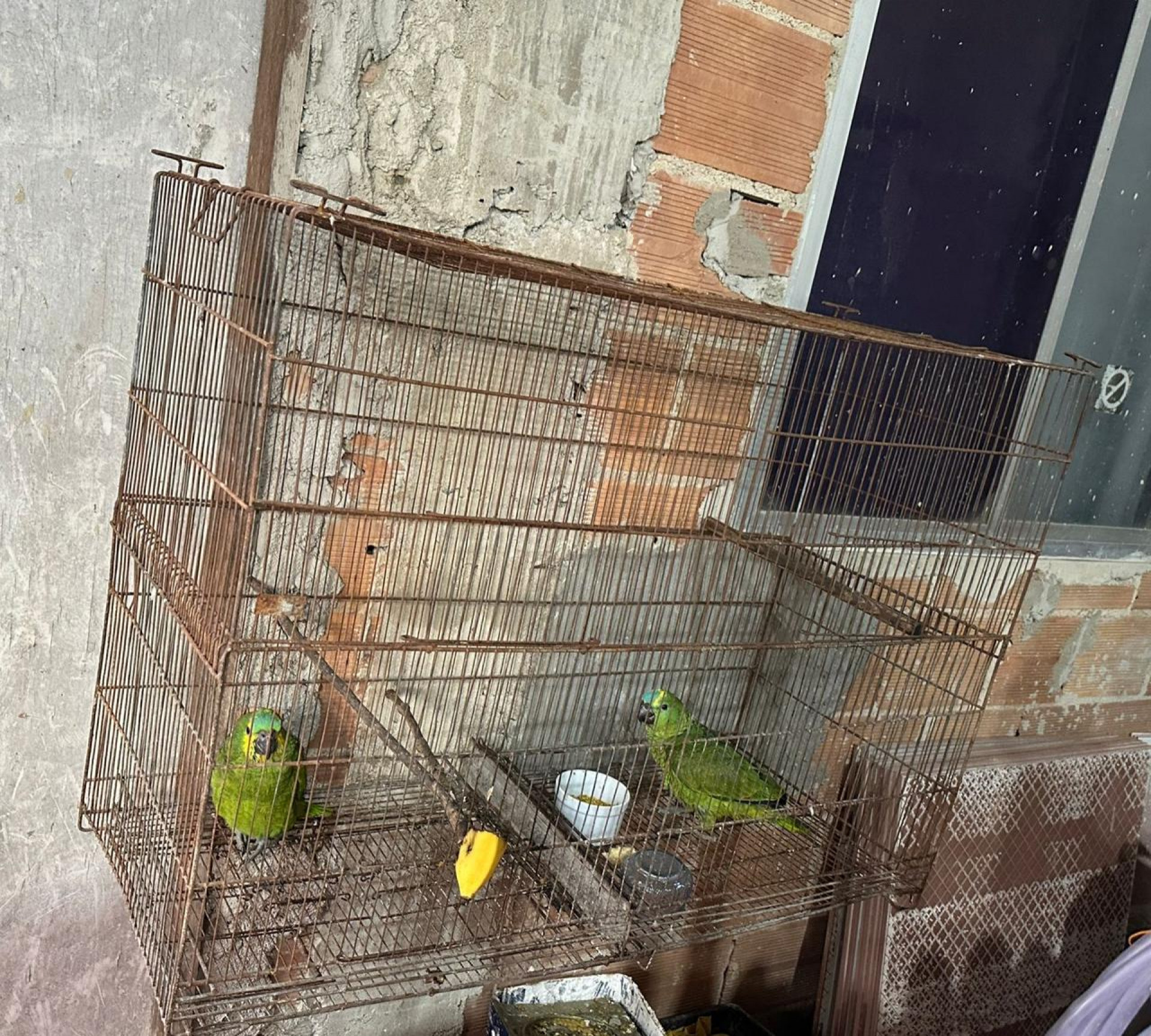 Diferentes esp&eacute;cies silvestres foram apreendidas em Opera&ccedil;&atilde;o Garras da Lei - Divulga&ccedil;&atilde;o / PCERJ