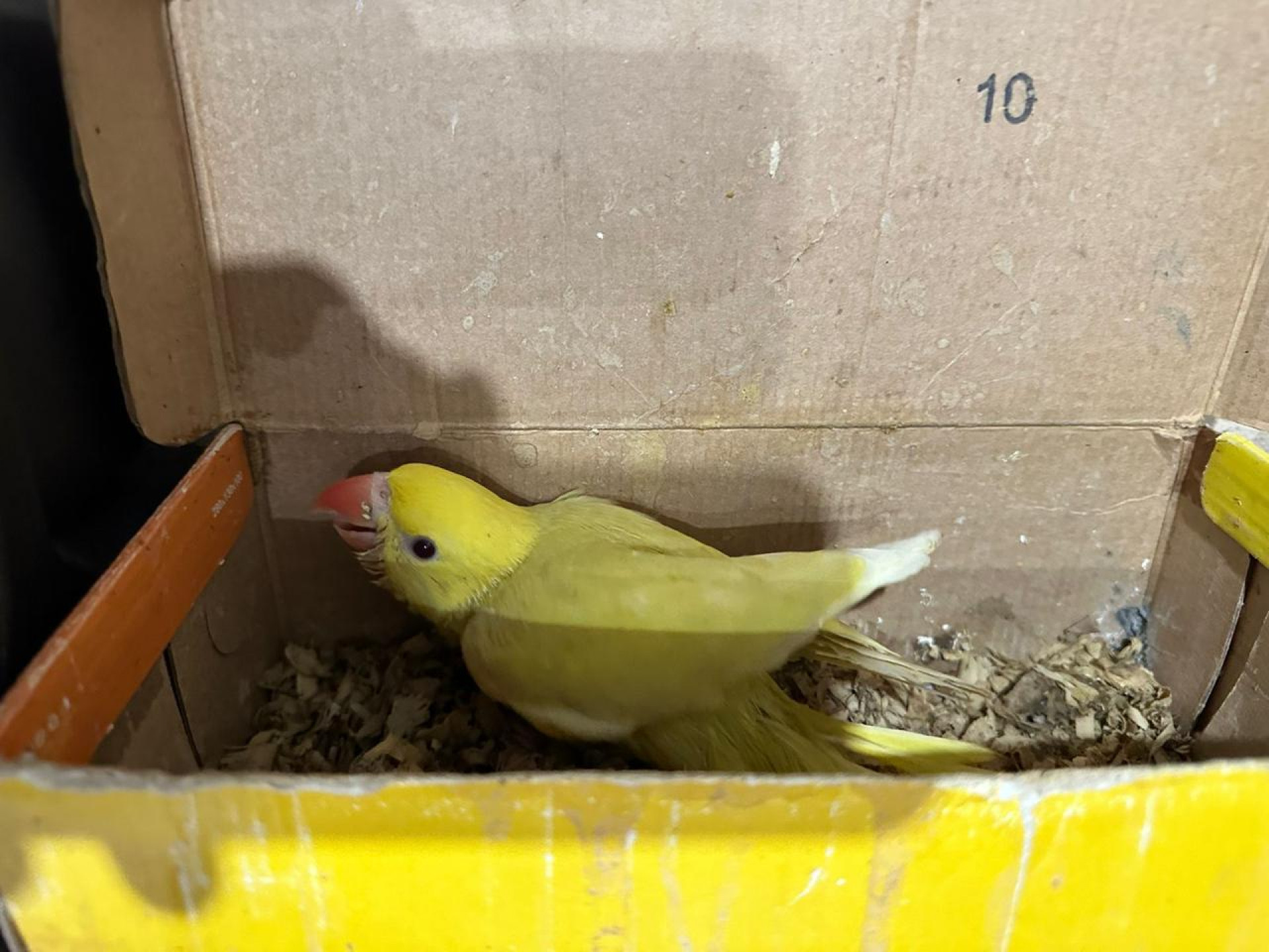 Animais silvestres foram encontrados em casa de suspeitos de tr&aacute;fico ilegal  - Divulga&ccedil;&atilde;o / PCERJ