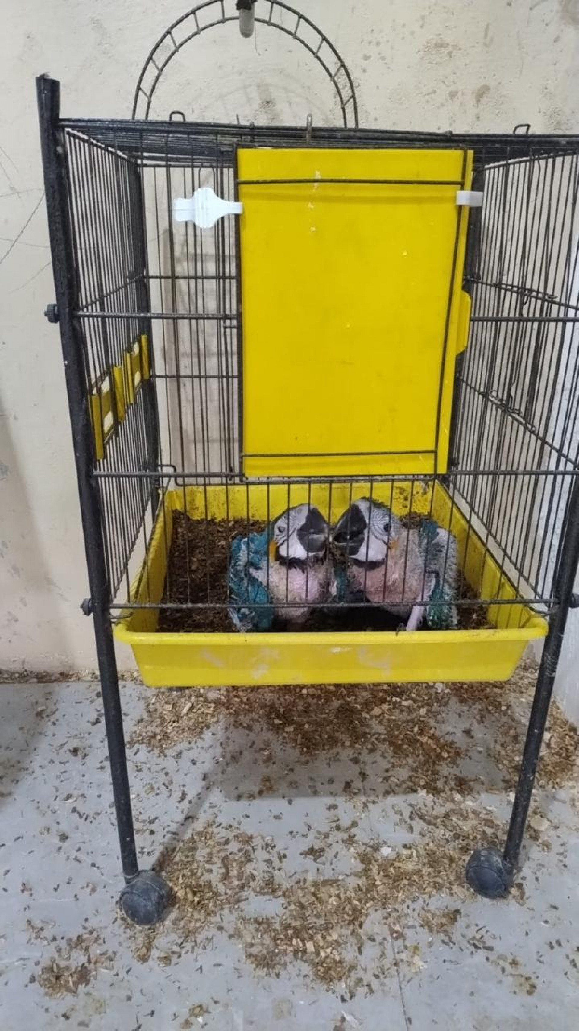 Diferentes esp&eacute;cies de animais eram divulgadas em grupo de mensagens - Divulga&ccedil;&atilde;o / PCERJ