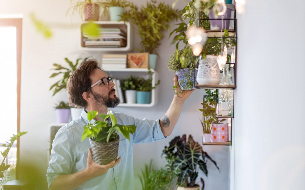 As plantas potencializam a sensação de proteção, cuidado, sorte e prosperidade no lar (Imagem: PIKSEL | Shutterstock) 