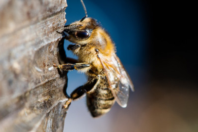 Menino de 6 anos morre após ser picado por abelha
