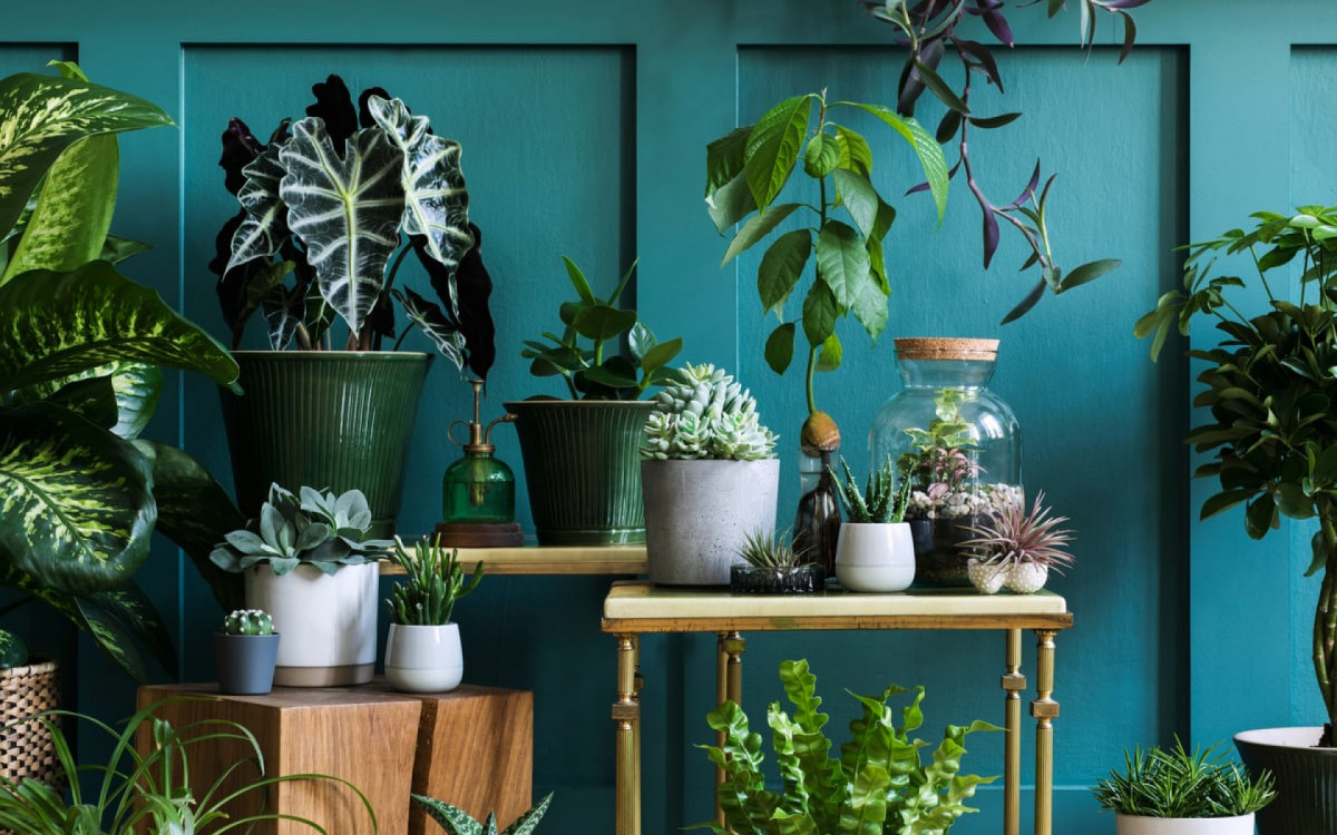 Plantas e flores trazem energia positiva para o lar (Imagem: Followtheflow | Shutterstock)