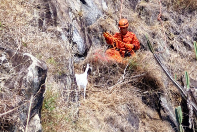 Bombeiros resgatam cabra a 200 metros de altura em Levy Gasparian