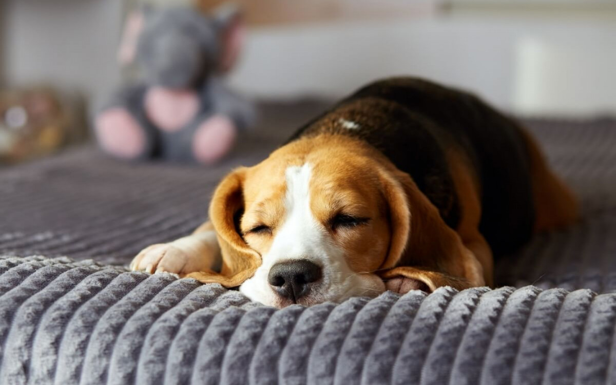 O sono de qualidade é essencial para os cachorros manterem a saúde física e mental (Imagem: Viktorya Telminova | Shutterstock) 