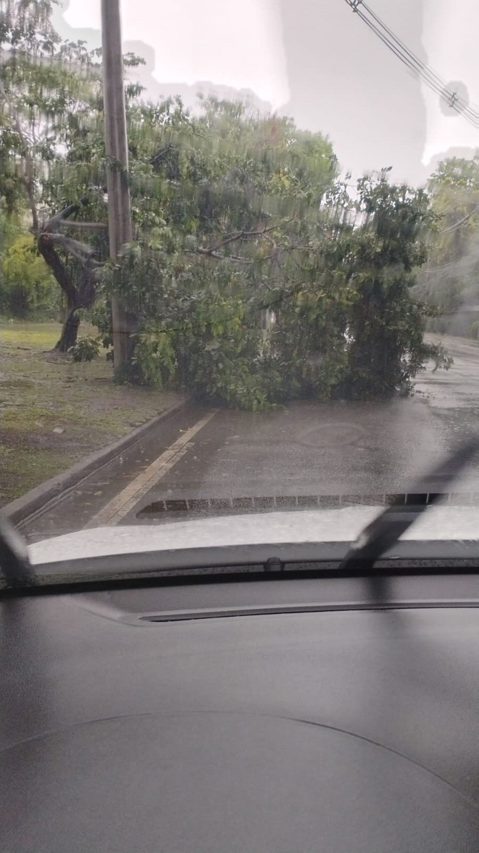 Árvore caiu na Estrada de Jacarepaguá - Reprodução/Redes sociais