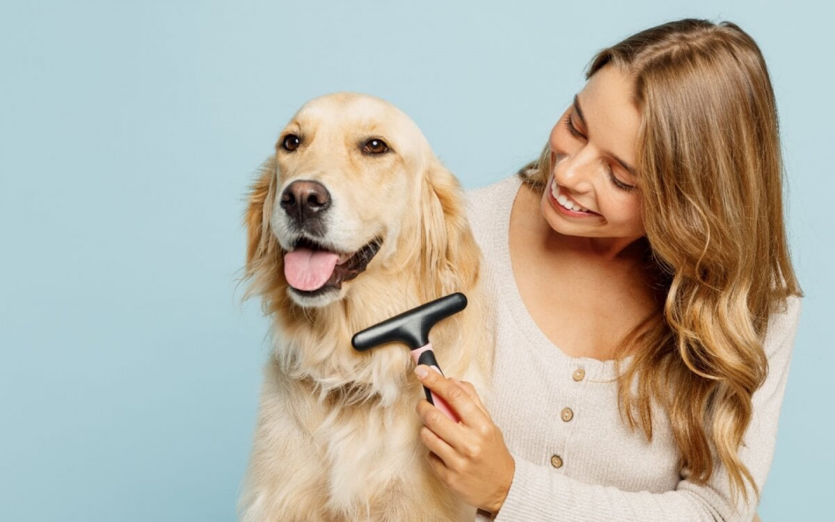 Evite transtornos com a pelagem do seu cachorro de pelo longo com cuidados preventivos (Imagem: ViDI Studio | Shutterstock)