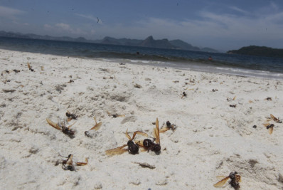 Tanajuras aparecem no Rio e surpreendem moradores; fenômeno antecede período de acasalamento