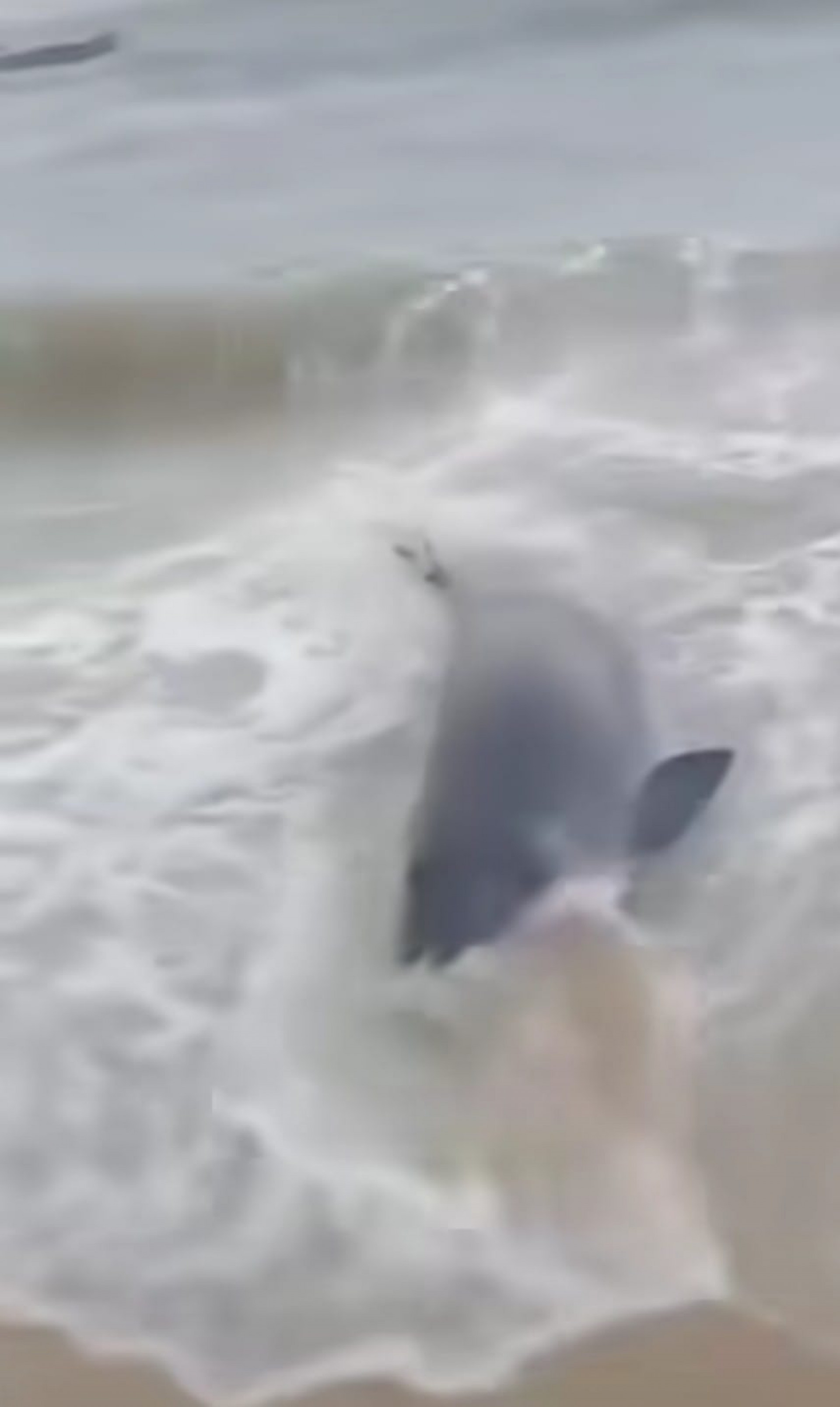 Esp&eacute;cie encalhada na praia do Cazuza, Portogalo - Divulga&ccedil;&atilde;o/reprodu&ccedil;&atilde;o rede social