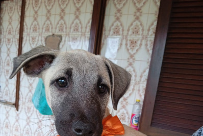 Feira de adoção Pet em Rio das Ostras promete unir lares e amizades para toda a vida