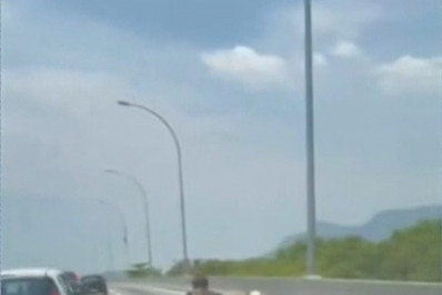 Sigam-me os bons! Vaca é flagrada 'guiando' diversos animais na Linha Vermelha