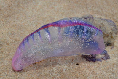 Prefeitura de Búzios alerta sobre aparecimento de caravelas-portuguesas na parte Norte da península e na praia de Geribá