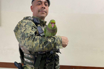 Papagaio em Cativeiro é Apreendido Durante Fiscalização em Maricá